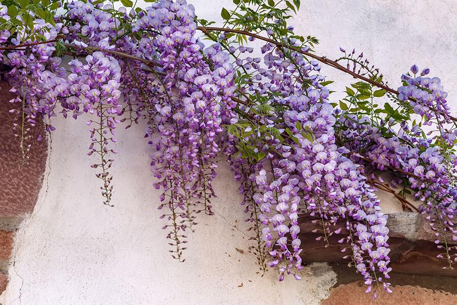 lavanda fiore