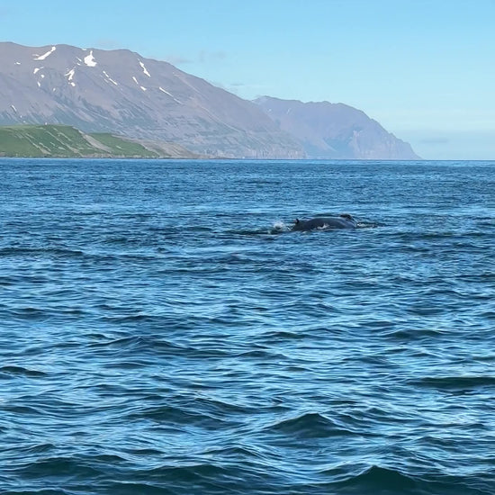 video balene nel mare