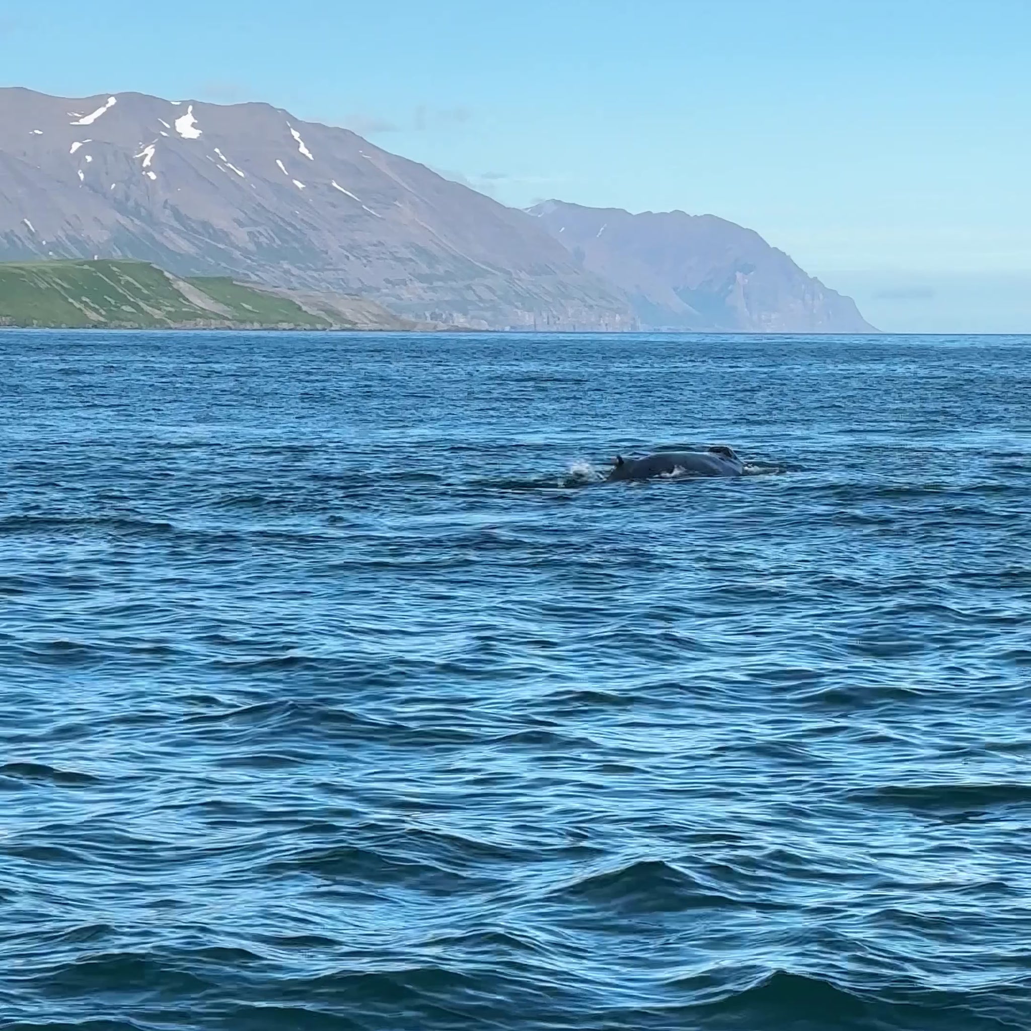 video balene nel mare